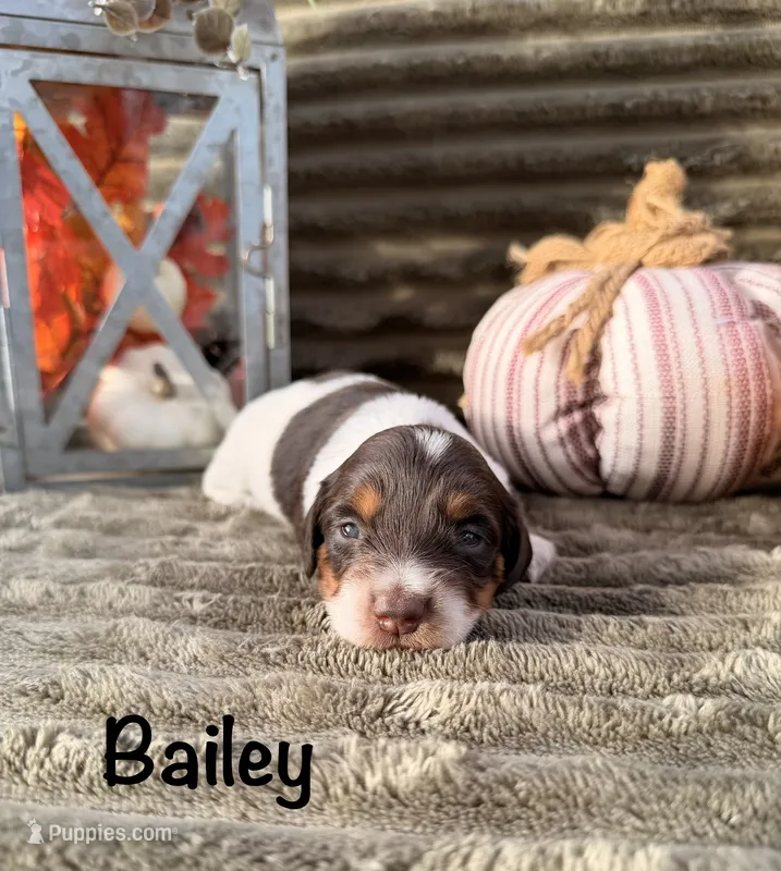 AKC Bailey – Miniature Dachshund puppy for sale in Bonne Terre, MO