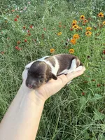 AKC Loretta , a female Miniature Dachshund for sale in Bonne Terre, MO – 5 of 10