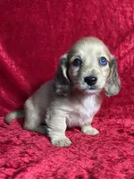 AKC Stetson , a male Miniature Dachshund for sale in Bonne Terre, MO – 5 of 8