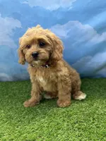 APRI August , a male Cavapoo for sale in Bonne Terre, MO – 3 of 10
