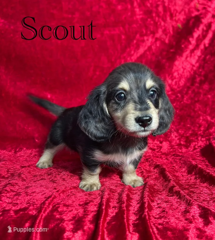 AKC Scout  – Miniature Dachshund puppy for sale in Bonne Terre, MO