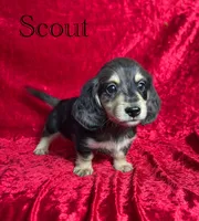 AKC Scout , a male Miniature Dachshund for sale in Bonne Terre, MO – 1 of 8