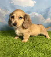 AKC Stetson , a male Miniature Dachshund for sale in Bonne Terre, MO – 5 of 10