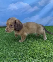 AKC Callie , a female Miniature Dachshund for sale in Bonne Terre, MO – 6 of 10