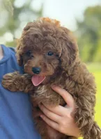 Lottie , a female Poodle - Miniature  for sale in Bonne Terre, MO – 2 of 6