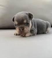 AKC Dally, a female French Bulldog for sale in Bonne Terre, MO – 2 of 9