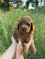 Rex, a male Poodle - Toy  for sale in Bonne Terre, MO – 4 of 8