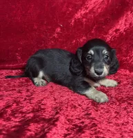 AKC Sutton , a male Miniature Dachshund for sale in Bonne Terre, MO – 7 of 7
