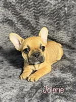 AKC Jolene, a female French Bulldog for sale in Bonne Terre, MO – 1 of 10