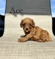 APRI Ace , a male Cavapoo for sale in Bonne Terre, MO – 1 of 5