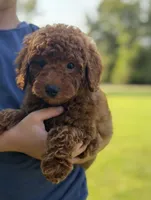 Lane , a male Poodle - Miniature  for sale in Bonne Terre, MO – 2 of 5