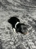 APRI Prince, a male Miniature Dachshund for sale in Bonne Terre, MO – Photo 3 of 6