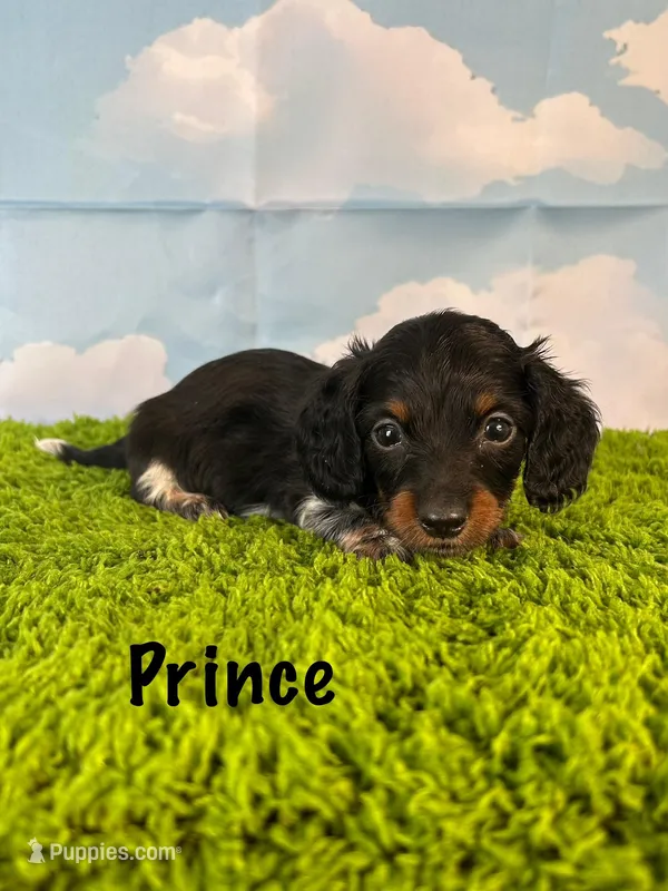 APRI Prince – Miniature Dachshund puppy for sale in Bonne Terre, MO