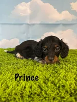 APRI Prince, a male Miniature Dachshund for sale in Bonne Terre, MO – Photo 4 of 9