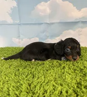 APRI Prince, a male Miniature Dachshund for sale in Bonne Terre, MO – Photo 5 of 9
