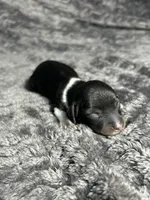 APRI Prince, a male Miniature Dachshund for sale in Bonne Terre, MO – Photo 4 of 6