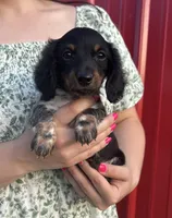 APRI Prince, a male Miniature Dachshund for sale in Bonne Terre, MO – Photo 3 of 9