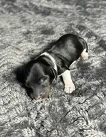 APRI Prince, a male Miniature Dachshund for sale in Bonne Terre, MO – Photo 2 of 6