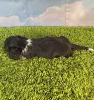 APRI Prince, a male Miniature Dachshund for sale in Bonne Terre, MO – Photo 7 of 9