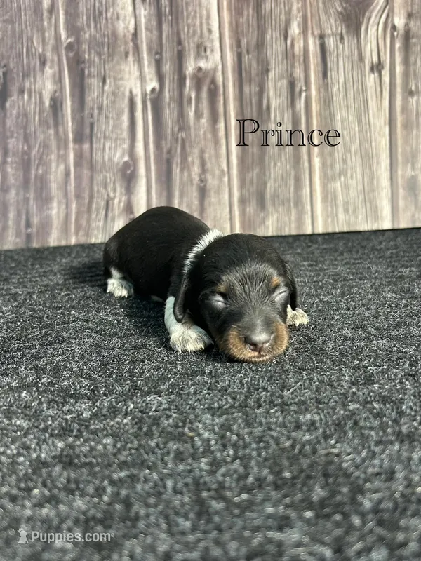 APRI Prince – Miniature Dachshund puppy for sale in Bonne Terre, MO
