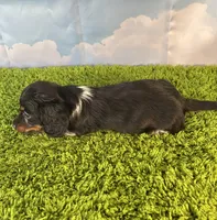 APRI Prince, a male Miniature Dachshund for sale in Bonne Terre, MO – Photo 6 of 9