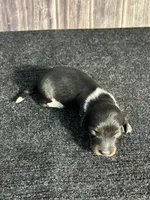 APRI Prince, a male Miniature Dachshund for sale in Bonne Terre, MO – Photo 9 of 9