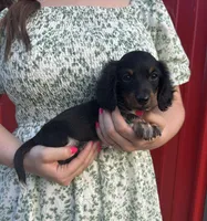 APRI Prince, a male Miniature Dachshund for sale in Bonne Terre, MO – Photo 2 of 9