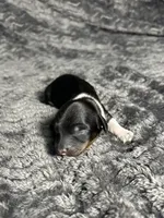 APRI Prince, a male Miniature Dachshund for sale in Bonne Terre, MO – Photo 5 of 6