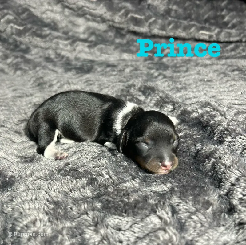 APRI Prince – Miniature Dachshund puppy for sale in Bonne Terre, MO