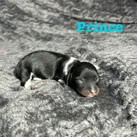 APRI Prince, a male Miniature Dachshund for sale in Bonne Terre, MO – Photo 1 of 6