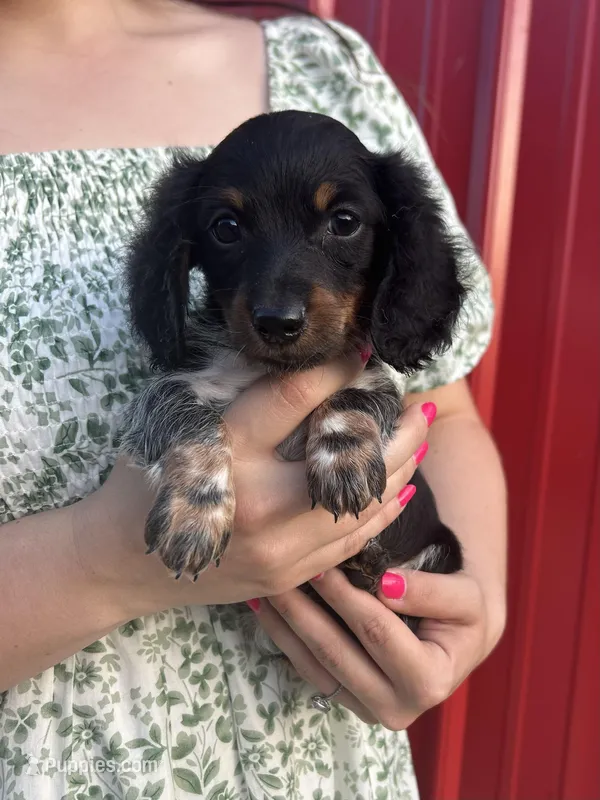 APRI Prince – Miniature Dachshund puppy for sale in Bonne Terre, MO