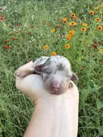 AKC Waylon, a male Miniature Dachshund for sale in Bonne Terre, MO – 5 of 10