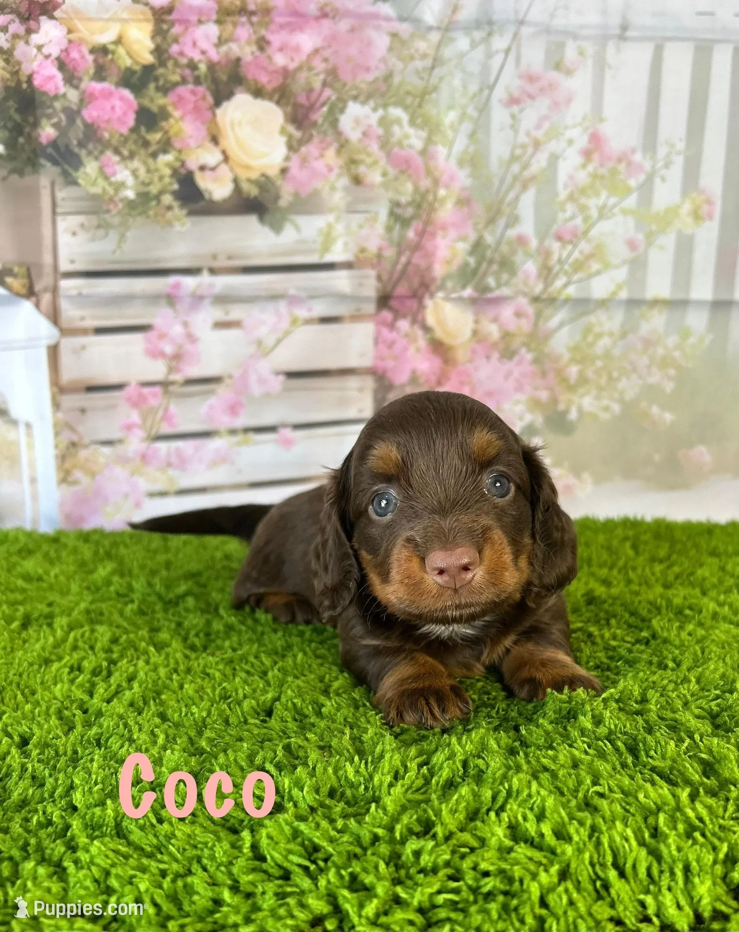 AKC Coco , a female Miniature Dachshund for sale in Bonne Terre, MO – Photo 1 of 10