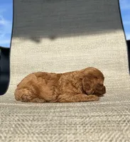 APRI Asher, a male Cavapoo for sale in Bonne Terre, MO – 5 of 6