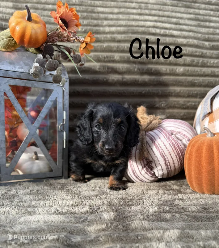 AKC Chloe  – Miniature Dachshund puppy for sale in Bonne Terre, MO