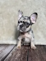 AKC Duncan, a male French Bulldog for sale in Bonne Terre, MO – 2 of 10