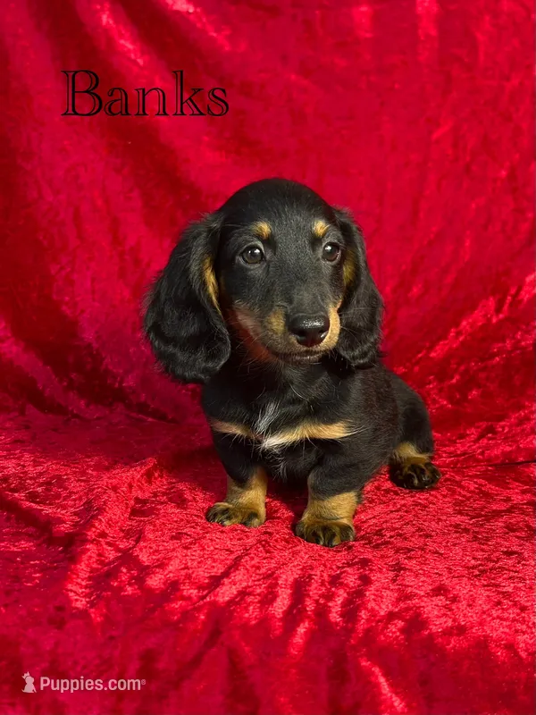 AKC Banks – Miniature Dachshund puppy for sale in Bonne Terre, MO