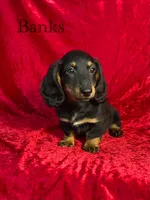 AKC Banks, a male Miniature Dachshund for sale in Bonne Terre, MO – 1 of 10