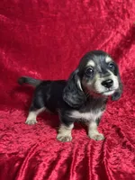 AKC Scout , a male Miniature Dachshund for sale in Bonne Terre, MO – 3 of 8