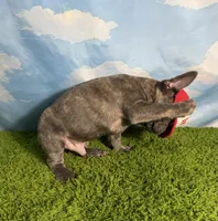 AKC Jett, a male French Bulldog for sale in Bonne Terre, MO – 4 of 10
