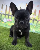 AKC Jada, a female French Bulldog for sale in Bonne Terre, MO – 4 of 10