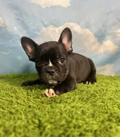 AKC Jasper , a male French Bulldog for sale in Bonne Terre, MO – 4 of 7