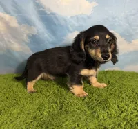 AKC Sutton , a male Miniature Dachshund for sale in Bonne Terre, MO – 3 of 10