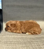 APRI Tessa , a female Cavapoo for sale in Bonne Terre, MO – 2 of 10