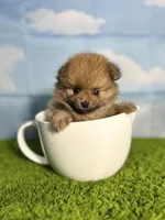 AKC Biscuit , a male Pomeranian for sale in Bonne Terre, MO – Photo 3 of 8