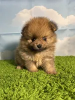 AKC Biscuit , a male Pomeranian for sale in Bonne Terre, MO – Photo 8 of 8