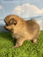 AKC Biscuit , a male Pomeranian for sale in Bonne Terre, MO – Photo 5 of 8