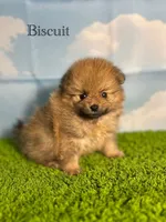 AKC Biscuit , a male Pomeranian for sale in Bonne Terre, MO – Photo 1 of 8
