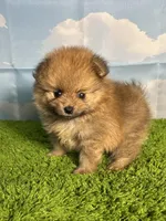 AKC Biscuit , a male Pomeranian for sale in Bonne Terre, MO – Photo 7 of 8