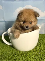 AKC Biscuit , a male Pomeranian for sale in Bonne Terre, MO – Photo 6 of 8